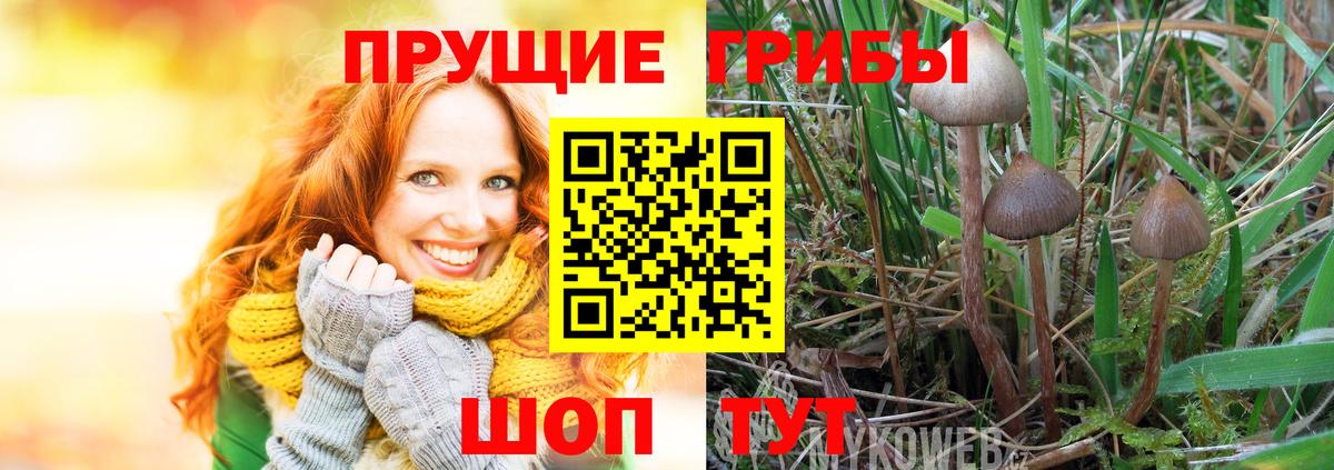 Галлюциногенные грибы MAGIC MUSHROOMS  Вход с VPN  Псилоцибиновые грибы Psilocybe  купить наркотики сайты  Балахна 